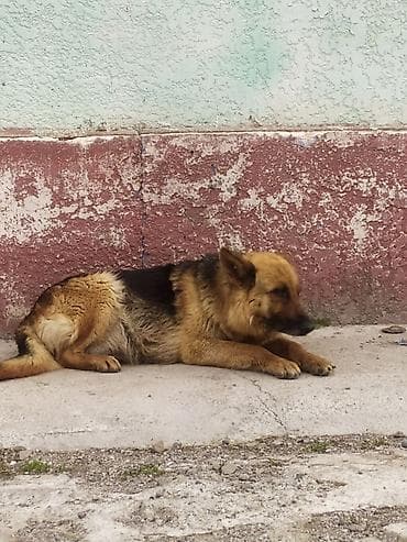 купить собаку доберман в бишкеке: Немецкая овчарка, классический окрас (рыжий с чёрным седлом) — 2