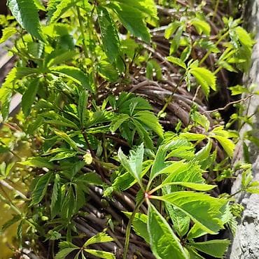 корейский виноград купить: Дикий или девичий виноград. Быстрорастущая лиана. Лиана скручена — 4