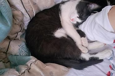 отдам даром котенка бишкек: Ищу любящую семью для кошки! 🐱✨ ​В связи с обстоятельствами ищу новый — 1
