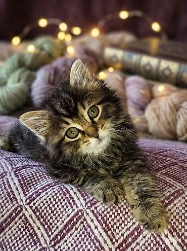 кошка рыжая: Беспородная, 1 месяц, Девочка, Приучена к лотку — 3