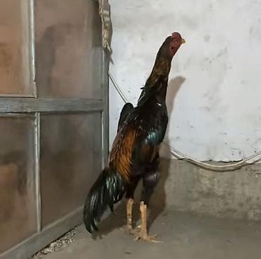 С/х животные и товары: Продаю | Петух | Бойцовая | Для разведения — 1