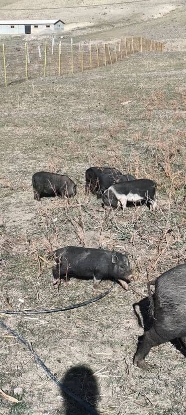 домик для кот: Продаю | Поросенок | Вьетнамская вислобрюхая | Для разведения | Племенные — 11