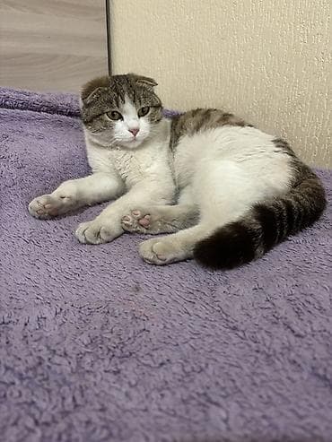 тайган собаки: Шотландская вислоухая кошка (Scottish Fold) - Окрас: бело-тигровый — 1
