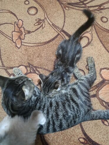 carters для мальчика: Котята, домашнее выращивание от полосатой кошки-мамы. Описание: - — 1