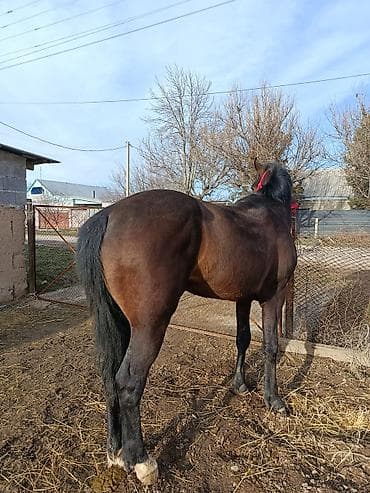 А/ч жаныбарларын сатам: Сатам | Жылкы (эркек) | Жумушка — 6