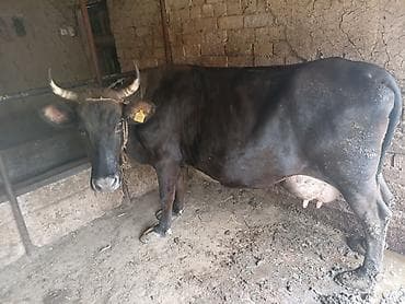 швец карова: Продаю | Корова (самка) | Швицкая | Для молока | Привязанные — 7