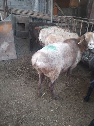 продажа домашних животных: Продаю | Овца (самка) | Для разведения | Матка — 14