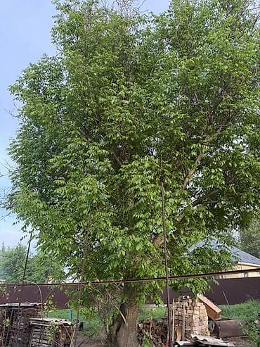 лазерная резка дерева: Продаю крупный орех . самоспил и самовывоз — 2