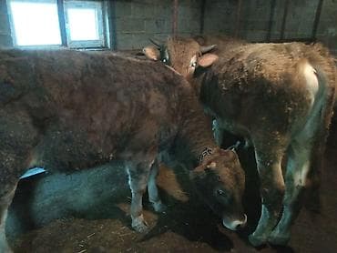 Айыл-чарба жаныбарлары: Сатам | Бука (эркек) | Аргын | Бордоп семиртүү үчүн | Байланган — 1