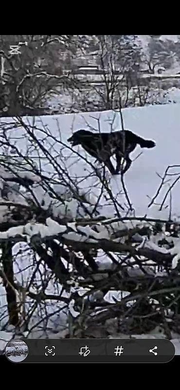 кой сатып алам бишкек: Кыргызский добет-абориген — рабочие пастушьи собаки традиционного — 8