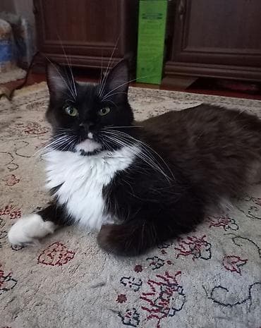 хаски белый: 🐾🐈Котята мейн-кун готовы к переезду! Отличный помёт с шикарными — 8