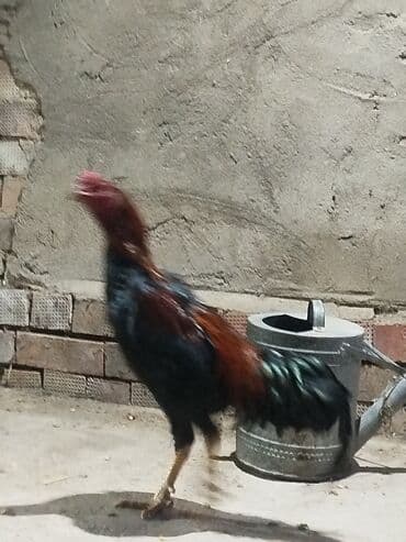 цесарка цена бишкек: Продоётся бойцовый докан одноглазый нету правого глазапо прозвище — 5