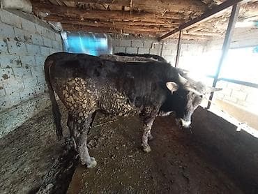 Продаю | Бык (самец) | На откорм | Привязанные