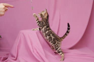 продажа породистых кошек: Друзья !!! долгожданный помет . Бенгальские котята . от самых — 6