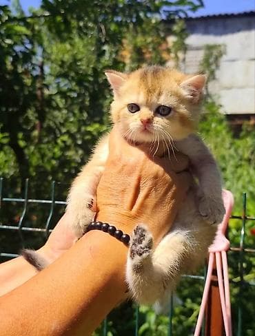 Скотиш Страйт (Шотландская прямоухая), 1 месяц, Девочка, Золотая шиншилла, Приучена к лотку