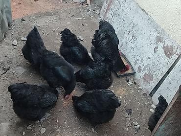 дикоротивные куры: Продаю | Куры | Домашняя | Для разведения — 3