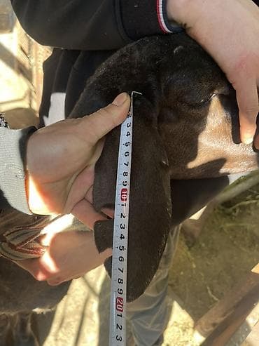 кары несушки: Продаю | Овца (самка) | Для разведения, Для шерсти — 3