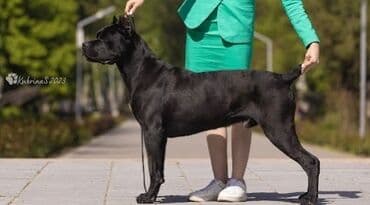собака девочка: Вязка» КАНЕ КОРСО кандидат в чемпионы КР 2СAC,CACIB IKU KENNEL — 4