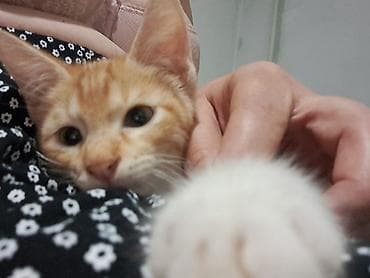 бенгалская кошка даром: 3 месяца, Мальчик, Приучена к лотку — 1