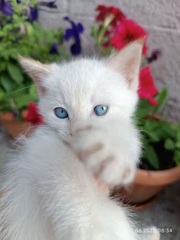 отдам кошечку в добрые руки: Кошка даром: Беспородная, Девочка, Приучена к лотку — 1