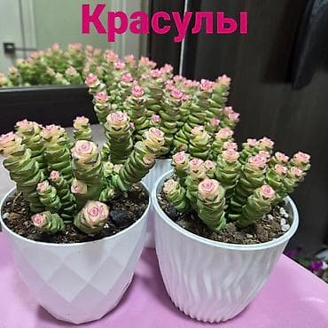 Красивые суккуленты и кактусы в горшках. - Крассула Марнье (Crassula