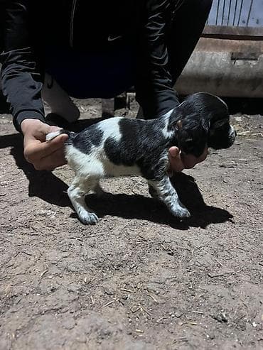 питбуль щенок черный: Щенки английского кокер-спаниеля, черно-белые (пегие/крап) окрасы. - — 4