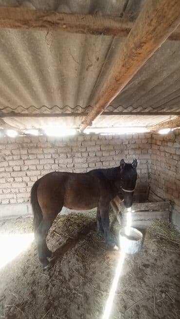 купить породистую собаку: Сатам | Байтал | Жумушка — 4