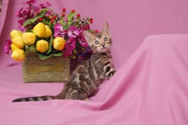 продажа породистых кошек: Друзья !!! долгожданный помет . Бенгальские котята . от самых — 9