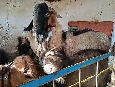 арабский жеребёнок: Продаю | Козёл (самец) | Нубийская | На забой, Для разведения, Для молока | Племенные, Осеменитель — 1