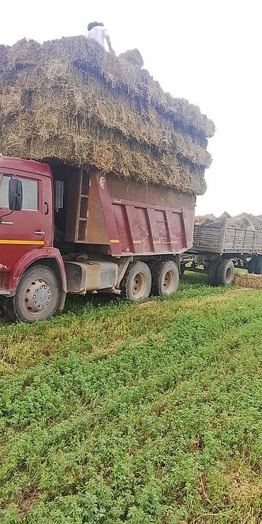 прцеп тракторн: КАМАЗ самосвал с прицепом - Марка/модель: КАМАЗ, кабина с индексом — 3