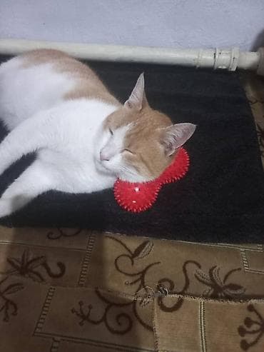 Отдам даром кошку: 2 года, Мальчик, Кастрирована, Метис, Приучена к лотку — 3