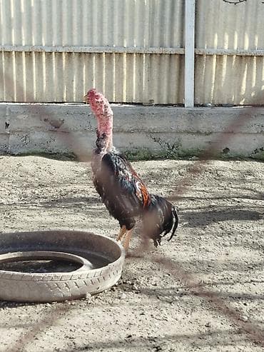 Кошки: Продаю | Куры — 1