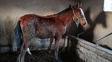 Продаю | Жеребенок | Рабочий