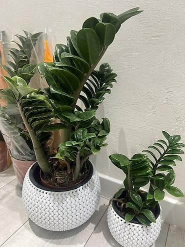 вода эмульсионка: Зензи(Zamioculcas zamiifolia), сорт с утолщёнными побегами и плотными — 3