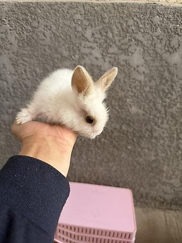 яйца фазан: Карликовые декоративные кролики (пуховые, «львиноголовые» типы) — 5