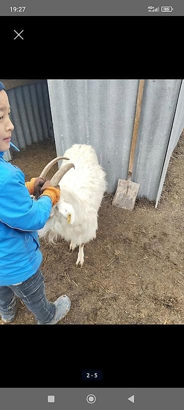 Кошки: Продаю | Козёл (самец) | Полукровка | Для разведения | Осеменитель — 1