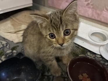 scottish fold: Котята, короткошёрстные, окрасы: серый табби и кремовый дымчатый — 9