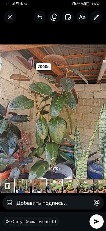 растения для офиса: Комнатные и уличные растения в горшках. гулдор сатылат Баасы келишим — 5