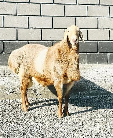 домашняя собака: Продаю | Овца (самка), Баран (самец) | Арашан, Гиссарская | Для разведения | Племенные — 1