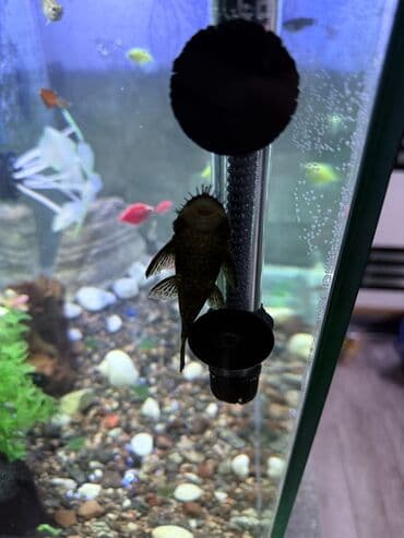 Услуги ветеринара: Аквариумный комплект для домашних рыб - Прямоугольный стеклянный — 7