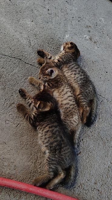 отдам кота даром: Котята, домашние, короткошёрстные. Описание: - Окрас: тигровые табби — 1