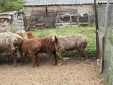 собаки авчарки: Продаю | Овца (самка) | Для разведения | Матка — 5