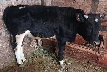 бенгальские кошки цена бишкек: Продаю | Бык (самец) | Полукровка | На откорм | Привязанные — 1