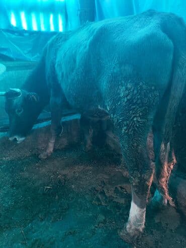 добрый карова: Продаю | Корова (самка) | Голштин | Для разведения, Для молока — 7