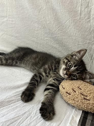Кошки: Отдаю котят в добрые и ответственные руки 🐾 📍 г. Бишкек Котятам по 2 — 2
