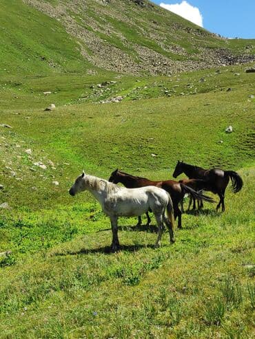 возьму собаку в добрые руки: Продаю | Жеребец | Для разведения | Племенные — 1