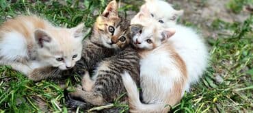 сх животные и товары: Котята различных окрасов, бесплатно включая рыжий, полосатый и белый — 4