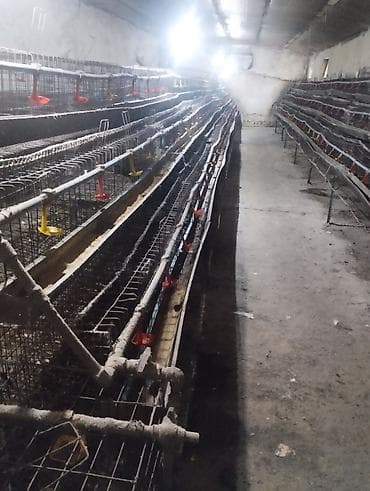 аары ящик алам: Клеточные батареи для содержания птицы (яичный кросс)1комплек7500 — 4