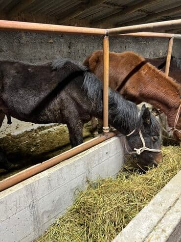 сельскохозяйственные животные продажа: Продаю | Жеребенок | Для разведения — 2