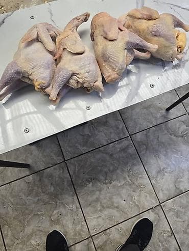 Куры несушки оптом и в розницу